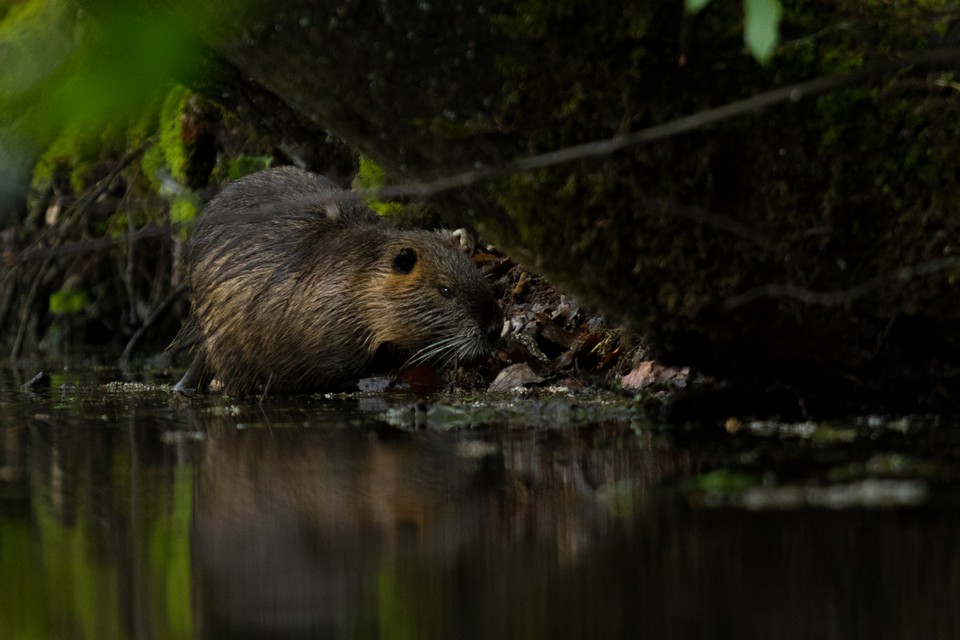 Bohemian Paradise nature wildlife beaver